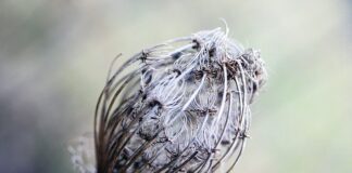 Czym się różni bibuła od krepy?