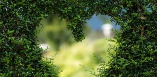 Czy zielona kawa obniża cholesterol?