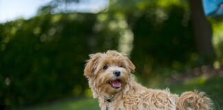 Kiedy pierwsze strzyżenie Maltipoo?