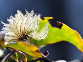 Która maszynka Moser najlepsza?