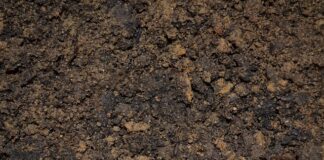 Jak się robi zalewę octową do grzybów?