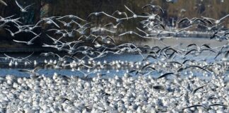 Czy działki się amortyzuje?