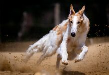 Które rasy psów nie mają podszerstka?