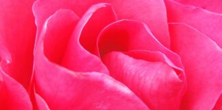 Jak pozbyć się zacieków u maltańczyka?