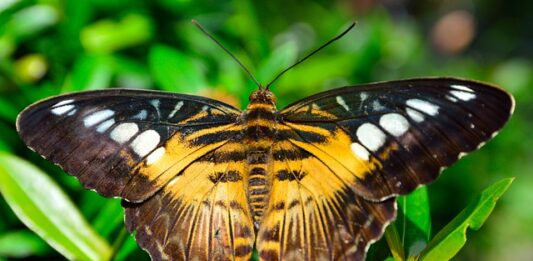 Jaka maszynka do strzyżenia psa maltańczyka?