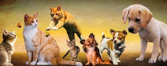 Czego nie mogą jeść psy rasy shih tzu?