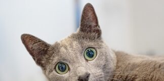 Jak często chodzić z psem do groomera?