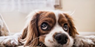 Czy można obciąć wąsy u psa?