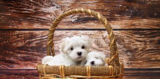 Jak obciąć uszy maltańczyka?