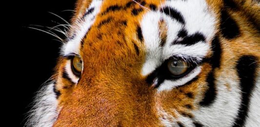 Co oznacza jak psu wypadają wąsy?