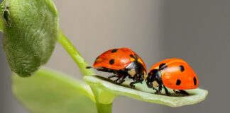 Czy w Biedronce jest matcha?