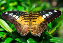 Jakie ostrze do strzyżenia shih tzu?