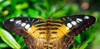 Jakie ostrze do strzyżenia shih tzu?