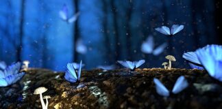 Jak długo gotować grzyby w zalewie octowej?