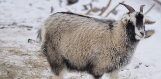 Czy podszerstek odrasta?