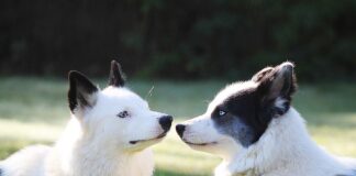 Ile trzeba mieć lajków żeby zarabiać?