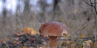 Jak długo gotować prawdziwki do marynaty?