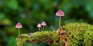 Ile octu do zalewy do grzybów?