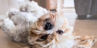 Czy można obcinać włosy przy oczach shih tzu?