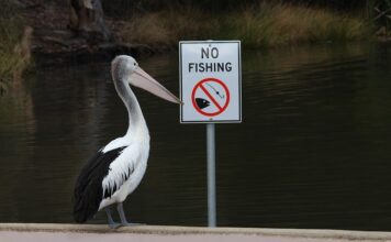 Jaka żyłka do łowienia na spławik?