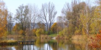 Jaka gramatura na okonia?