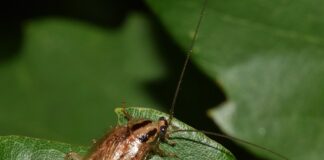 O jakiej porze dnia bierze płoć?