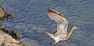 Jak rozliczany jest walkower STS?