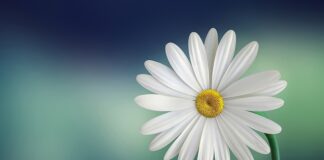 Co to jest biała kartka w piłce nożnej?